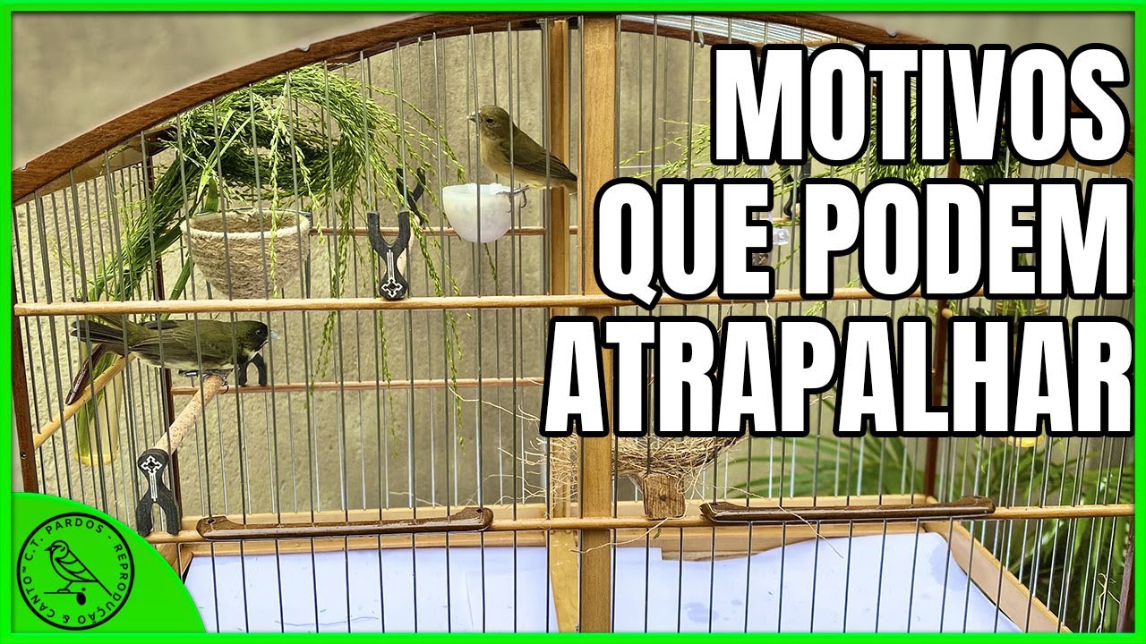 SEU CASAL DE COLEIRO NA MESMA GAIOLA DARÁ CERTO? CONFIRA