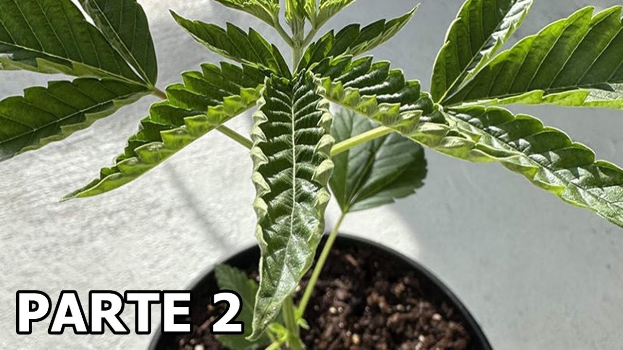 &iquest;PORQUE SE RIZAN LAS HOJAS DE MI PLANTA | PARTE 2 FINAL | CULTIVO CON LED MARSHYDRO