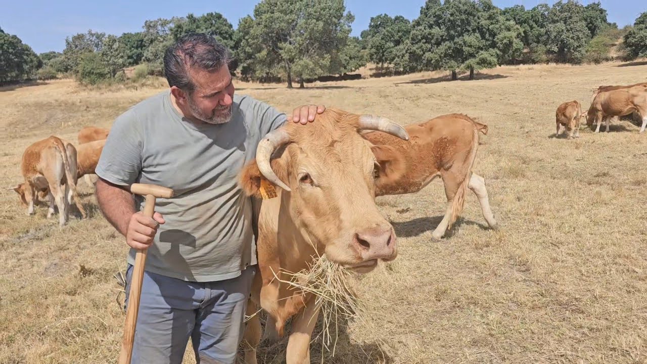 Que herida más fea tiene la novilla, hay que curarla