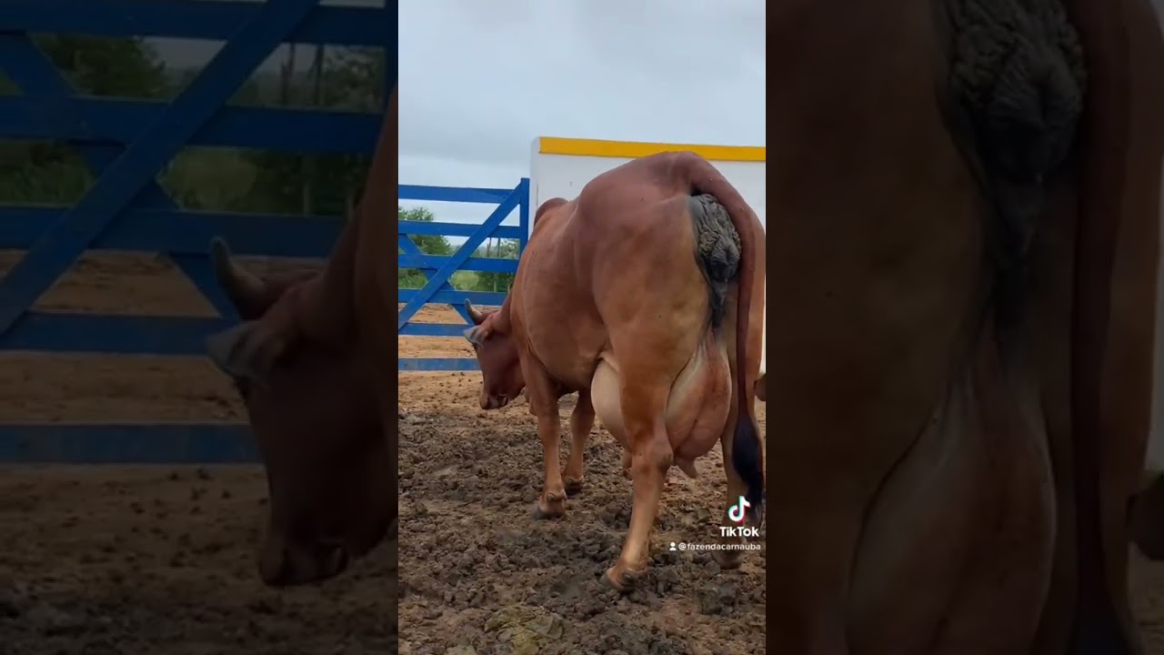 Vaca leiteira