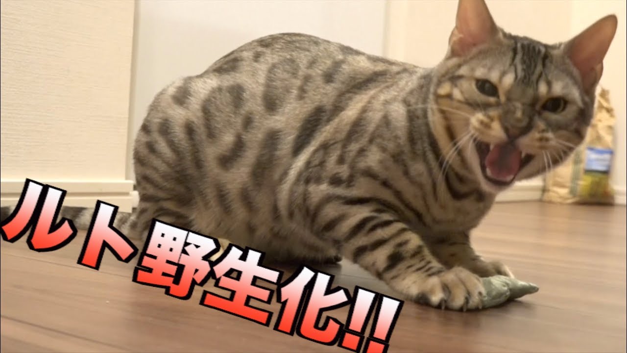 いつも優しいルトが完全野生化している件www