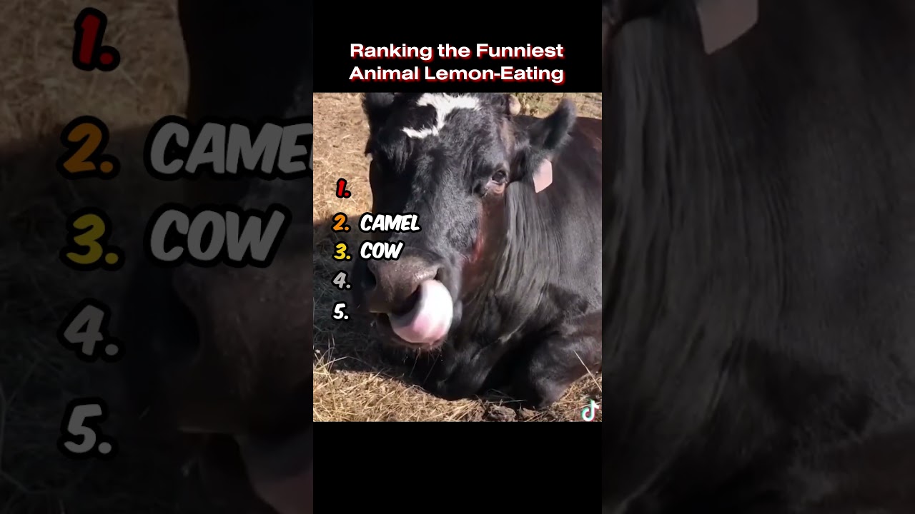 Ranking the Funniest Animal Lemon Eating