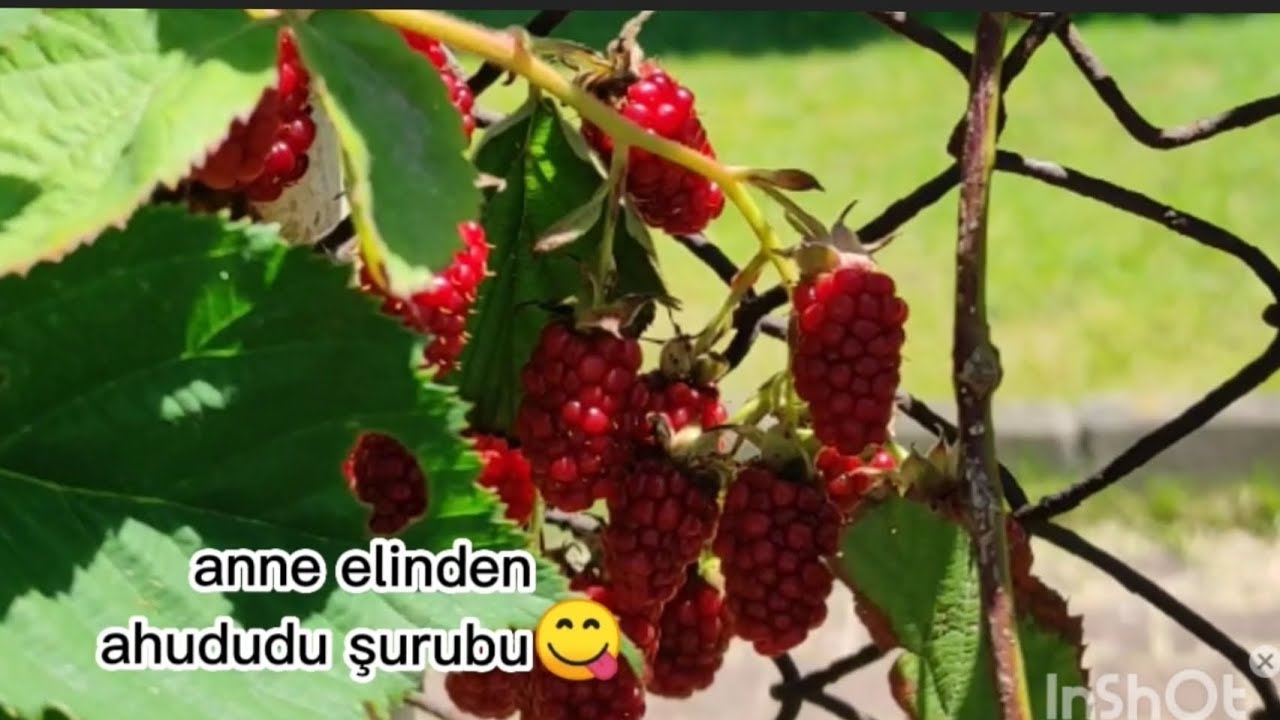 Ahududu şurubu yaptım. Posasını atmadım marmelat yaptım.