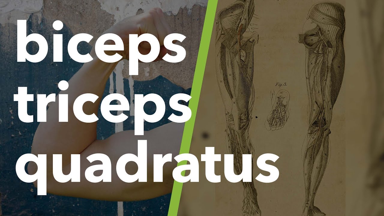 Kas ve İskelet Sistemi Terminolojisi: biceps, triceps, quadratus #4