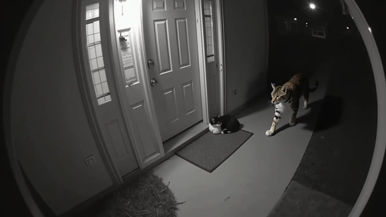 Leopard Caught on CCTV &ndash; Cat Doesn&rsquo;t Even Flinch