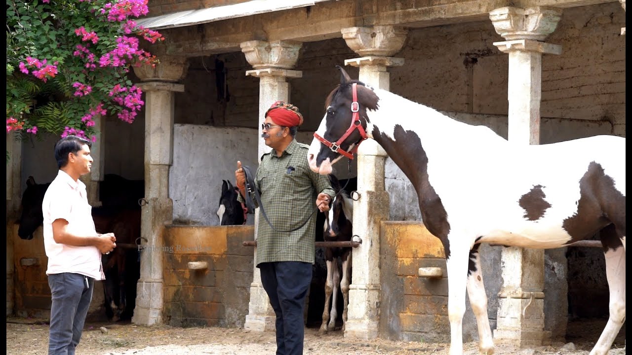 अलीबाबा लाइन का इतिहास दुनिया का सबसे महँगा घोड़ा @JodhaStudFarm