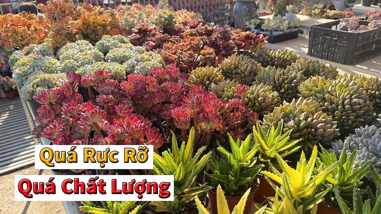 Tưới chuỗi ngày chìm ngập trong cái đẹp | succulent Gia Nghia