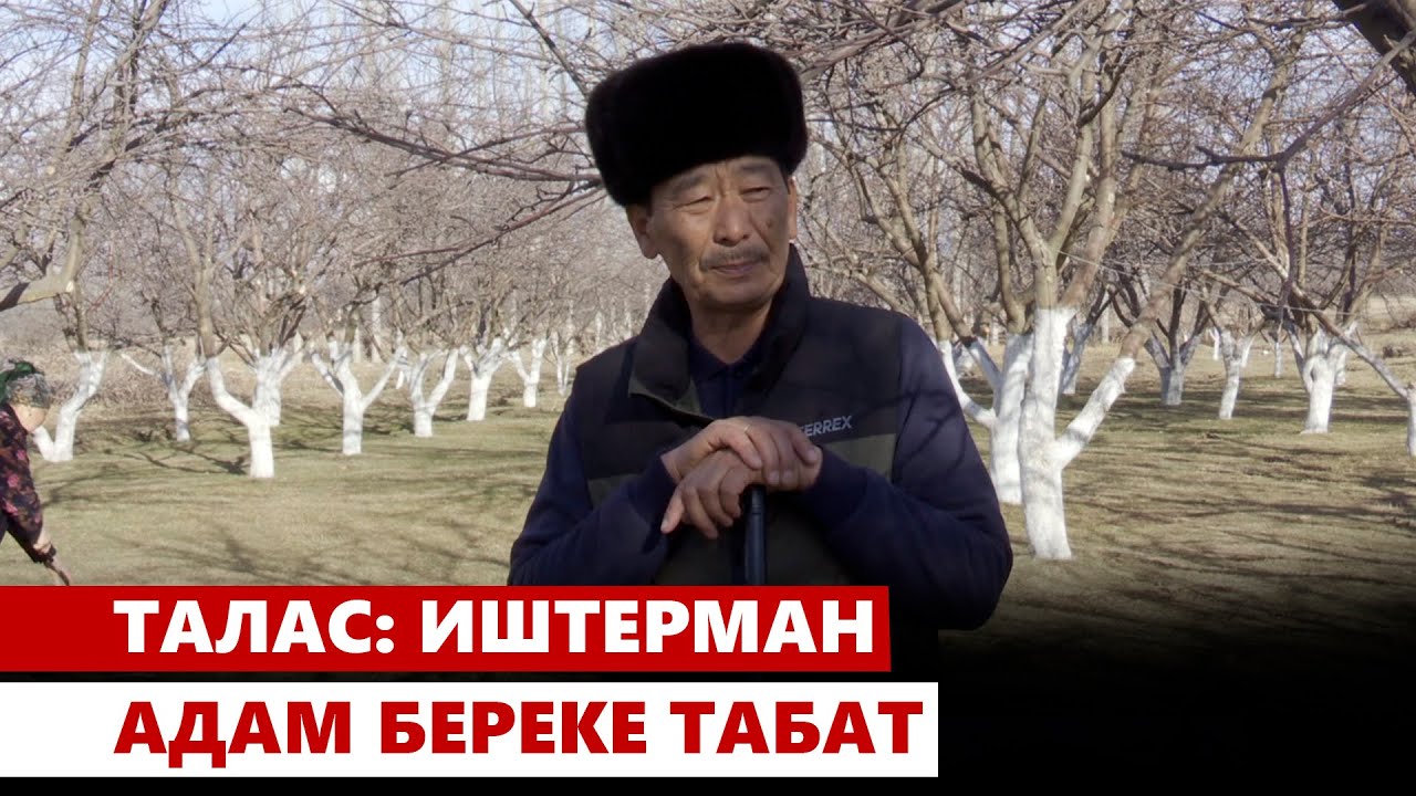 Талас: иштерман адам береке табат