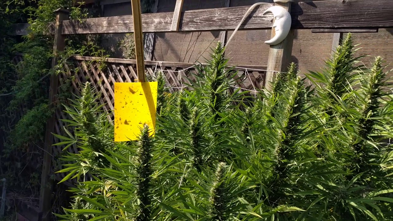 Outdoor grow September 17, 2017. "Grubs n Buds"