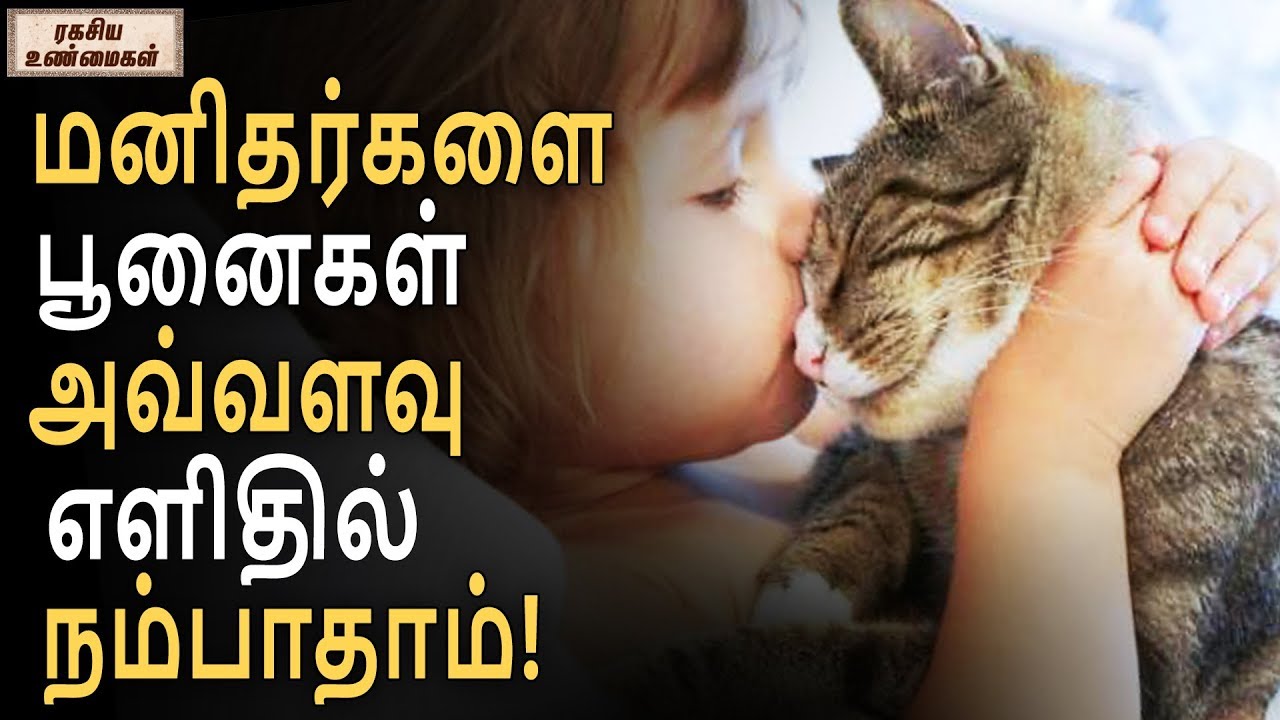 மனிதர்களை பூனைகள் அவ்வளவு எளிதில் நம்பாதாம்!  | ரகசிய உண்மைகள் | Unknown Facts Tamil