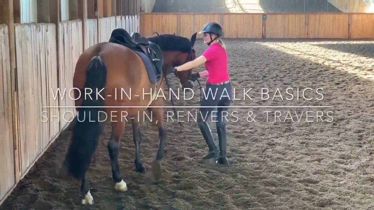 classical dressage work-in-hand lateral basics in walk: shoulder-in, renvers, travers