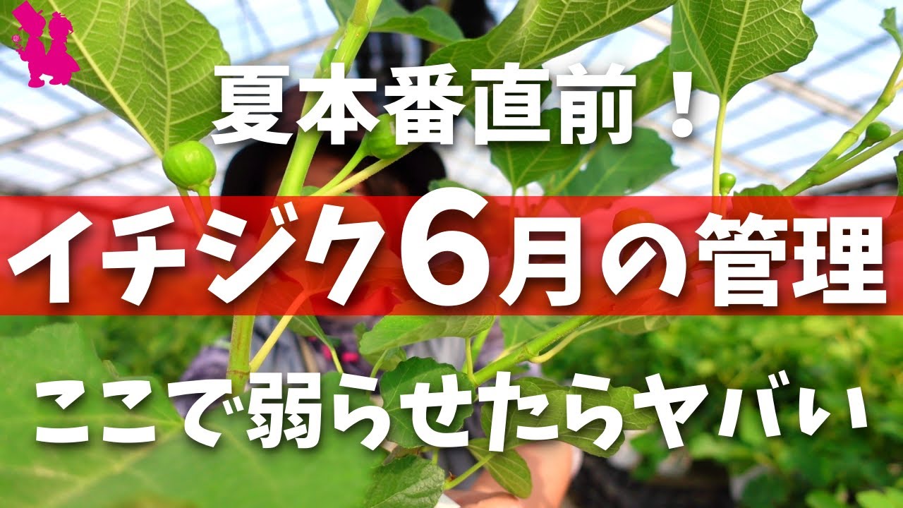 【イチジク】6月の作業と管理のポイント(芽かき・追肥・梅雨と暑さ)