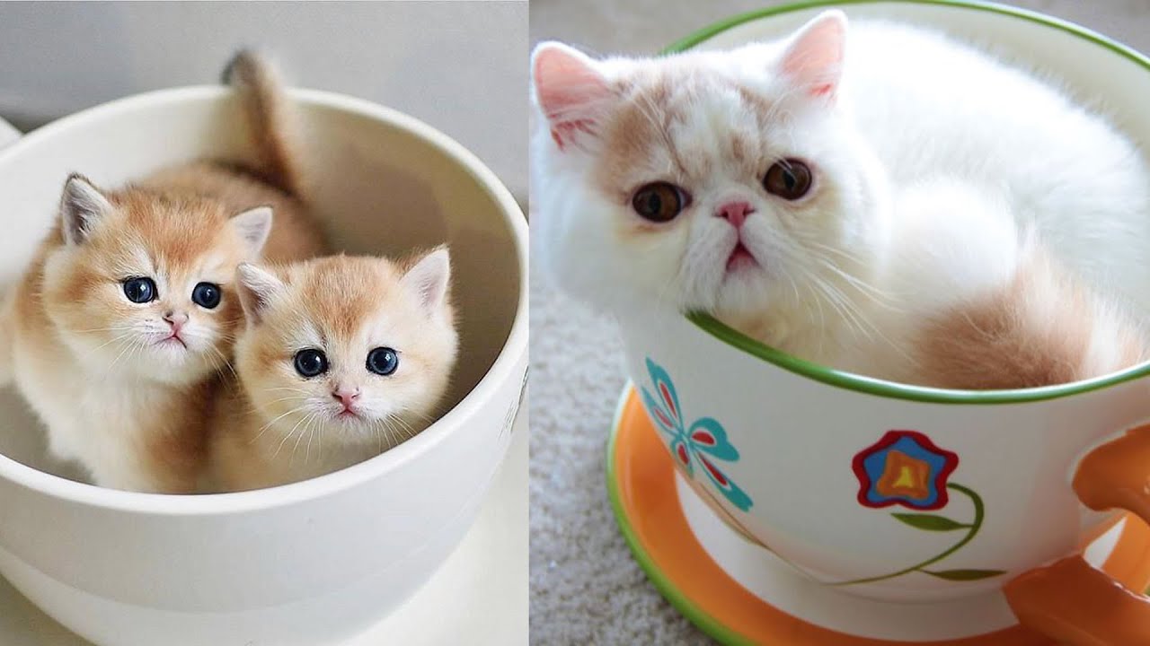 Teacup Cats ~ Adorable Munchkin Cats and Kittens ~ Cute and Funny Cats and Kittens Videos