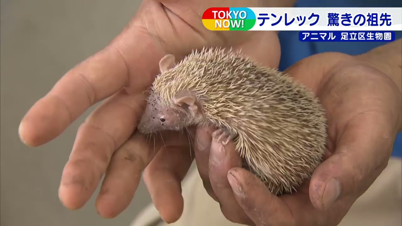 足立区生物園　珍しい＆かわいい人気動物が大集合
