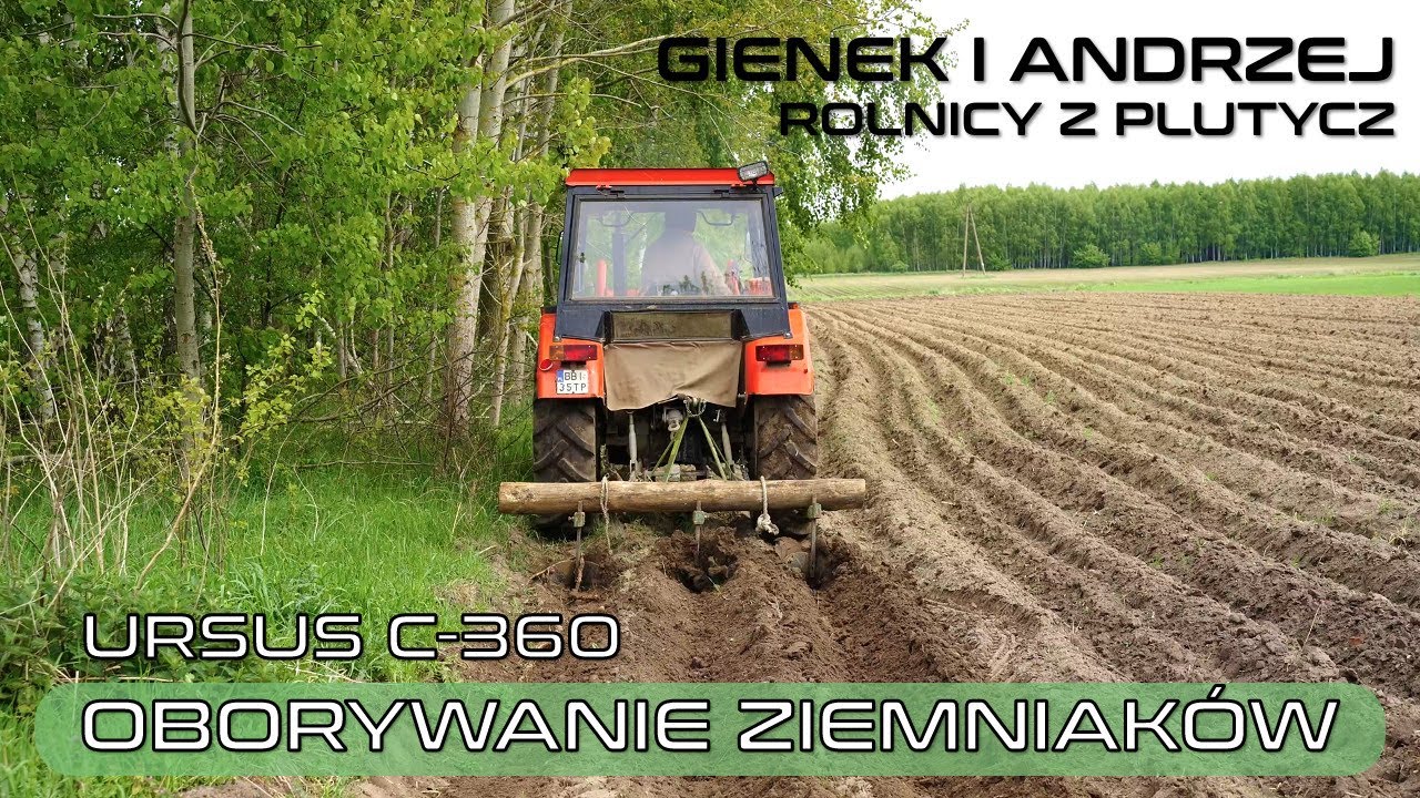 Oborywanie ziemniaków Ursus c 360 u Andrzeja z Plutycz Rolnicy z Podlasia