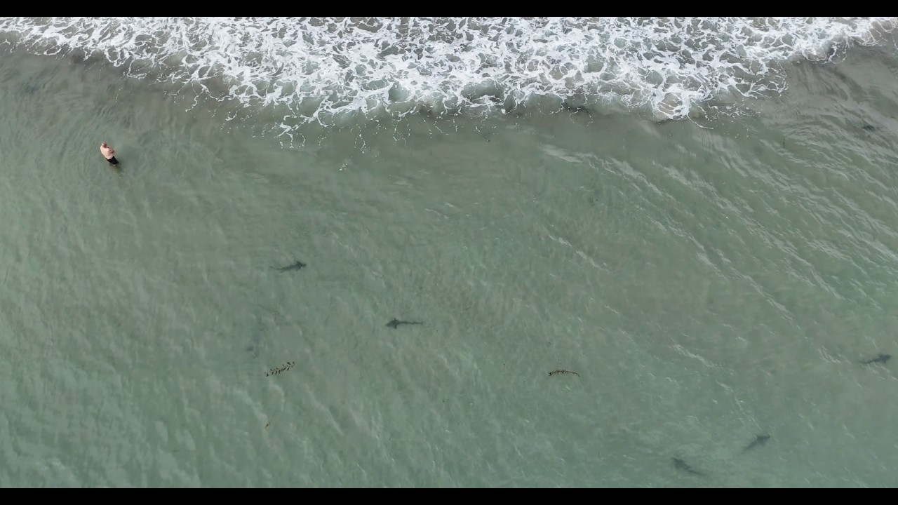 Leopard Sharks Swimming Just Off the Santa Barbara Coast