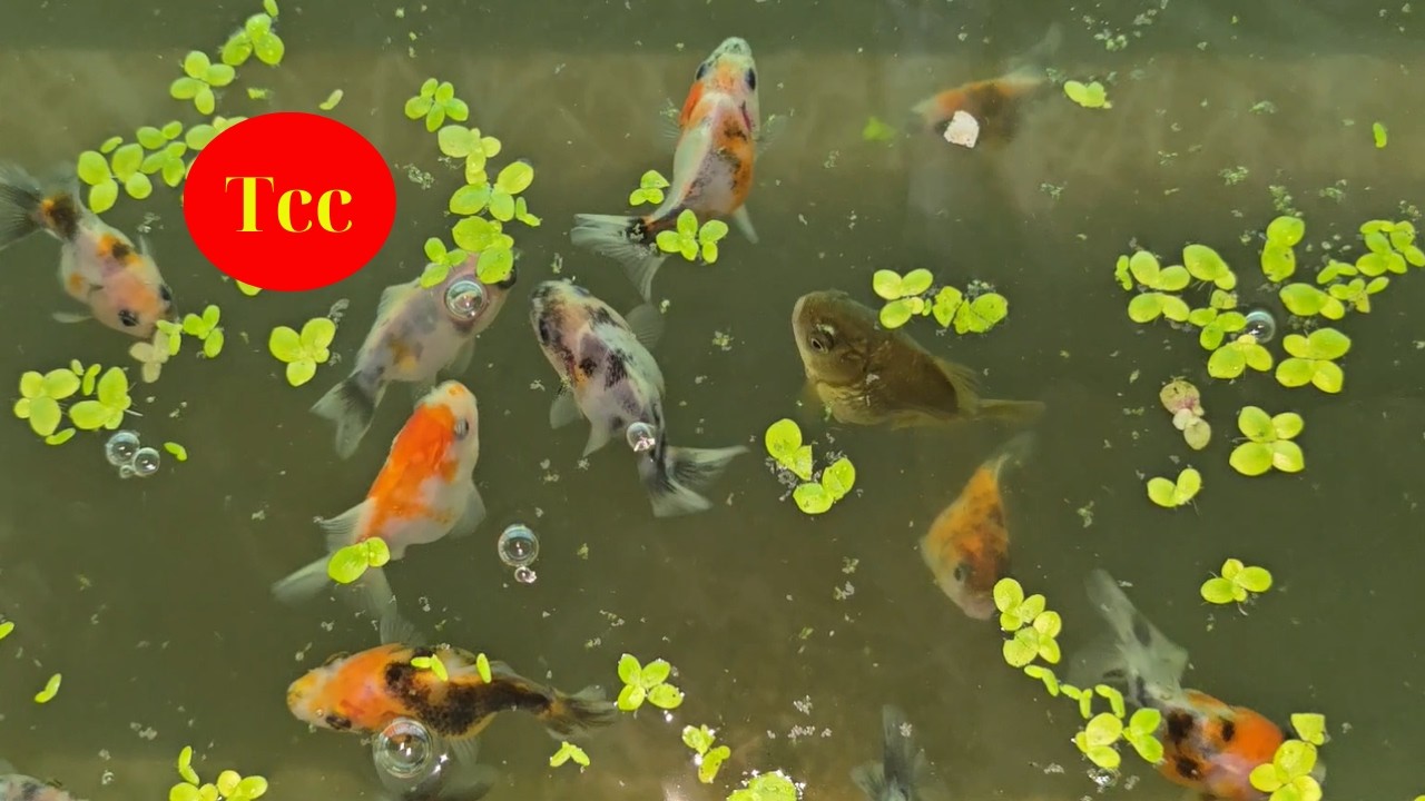 Góc Nuôi Cá Trưa Nắng Nóng
