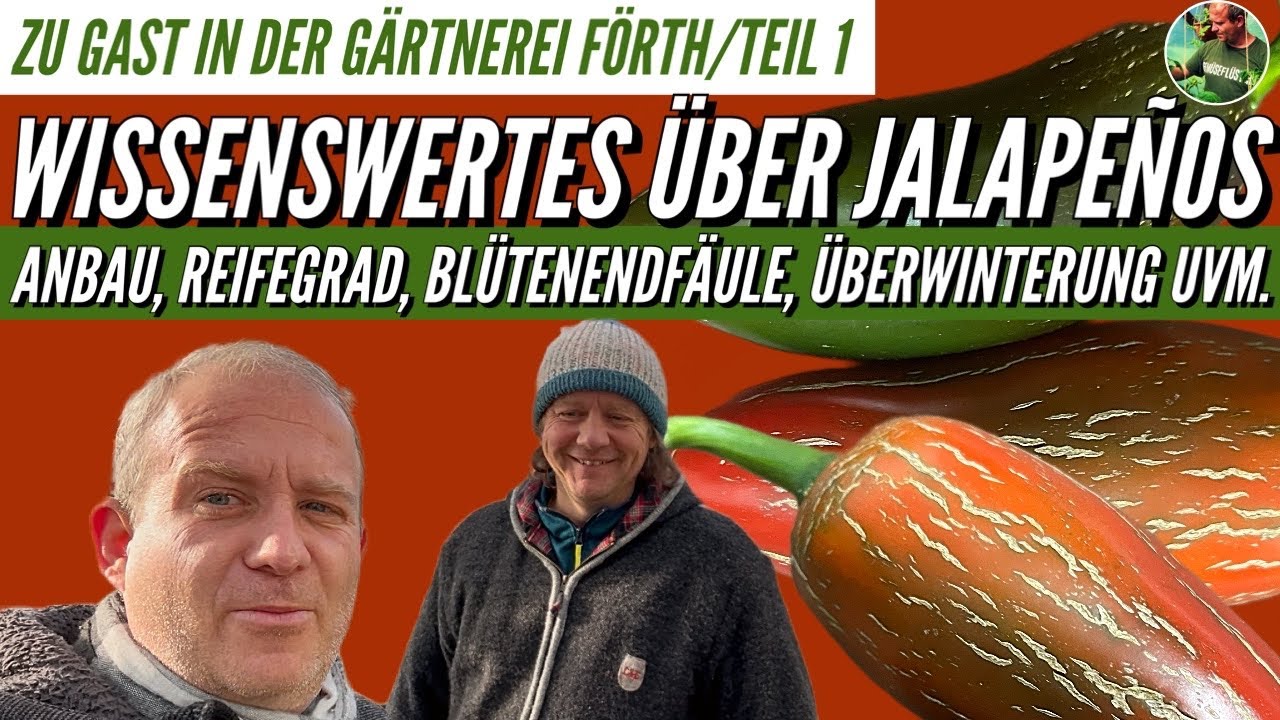 Jalapeno | Merkmale & Reife der Frucht| Blütenendfäule| Chili überwintern| Standort, Bewässerung 🌶️🔥