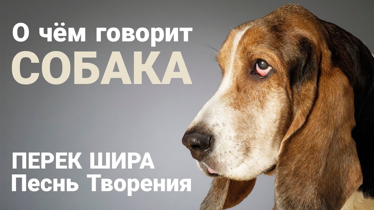 О чём говорит Собака. Перек Шира. Песнь Творения.