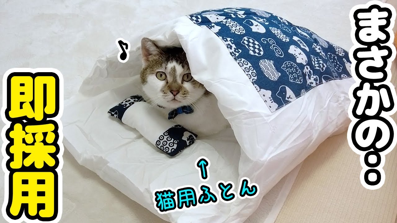 愛猫を喜ばせたくて頑張った結果…パパ、また怒られる