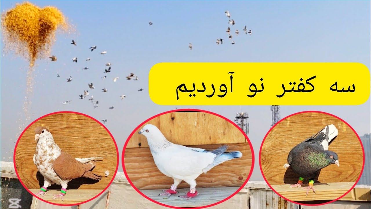 سه کفتر نو رنگه و جنگی  ،  شوق با حاجی صاحب  و گشت دیدنی کفتر ها       ❤ شوق شاهی ❤