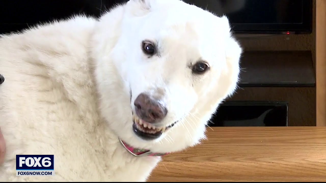 With German Shepherd rescue at White House, a warning they're not for everyone | FOX6 News Milwaukee