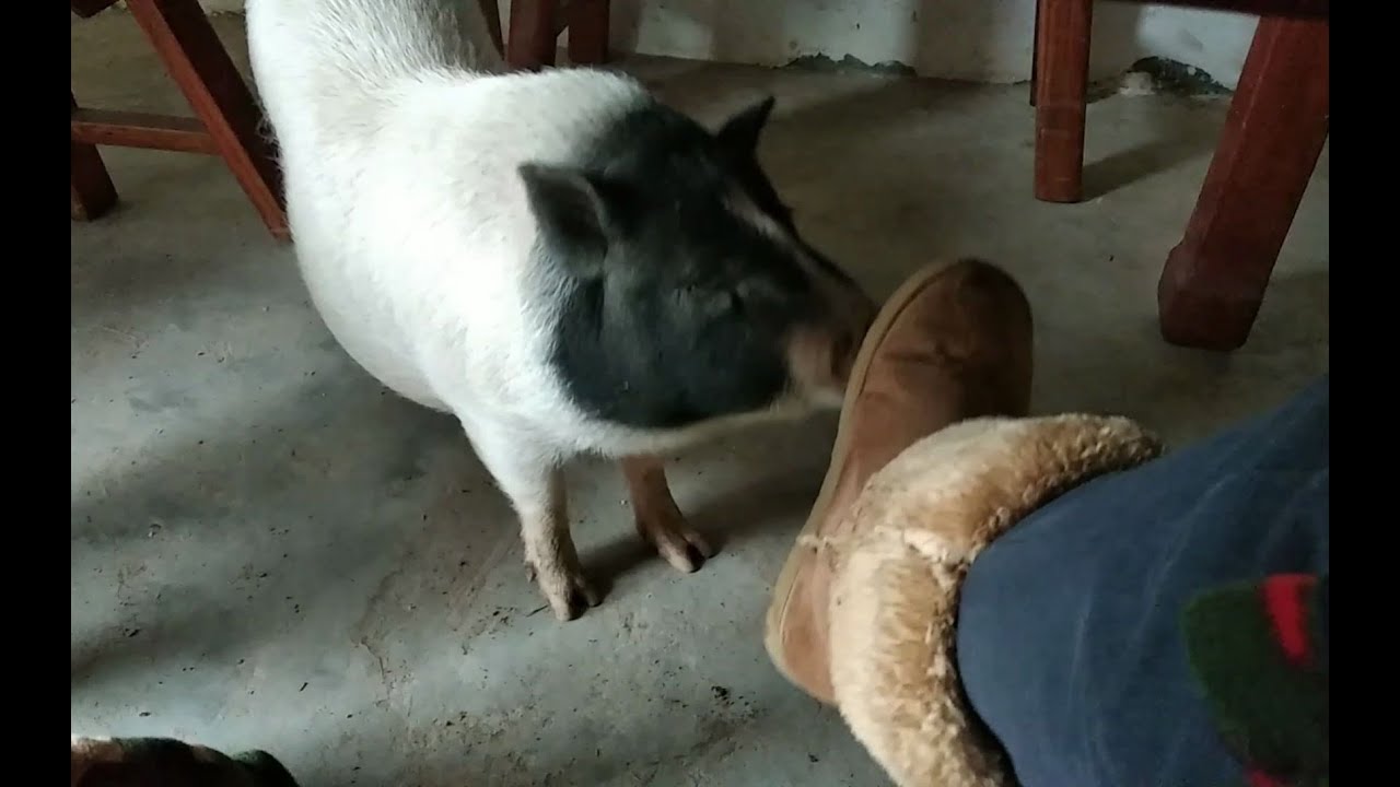 猪也想啃骨头怎么办？给不给