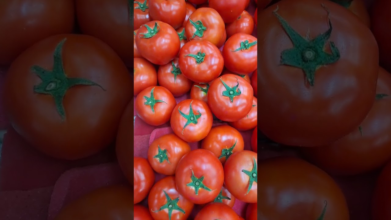 台灣牛番茄夏季產季(約5月至9月) Taiwan Tomato