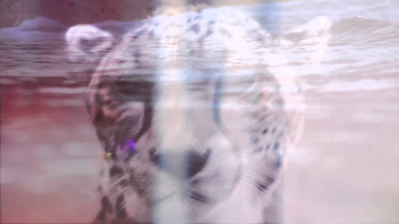 Beat Culture // Before You Go (Official Video)