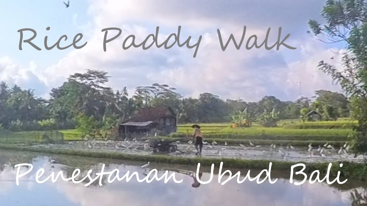 Rice Paddy Walk, Penestanan, Ubud.