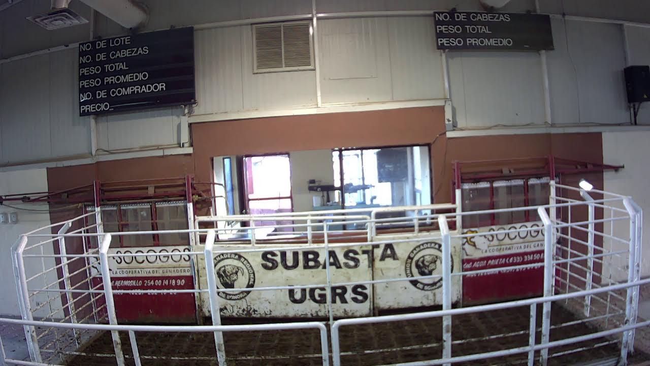 SUBASTA DE GANADO  HMO 260013  19/02/2026