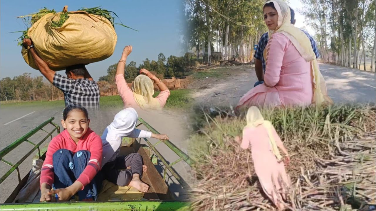 Anju redhu.vlog बच्चों ने की खेत में खूब सारी मस्ती और खेत से लेकर आए ढेर सारे गने😋😋