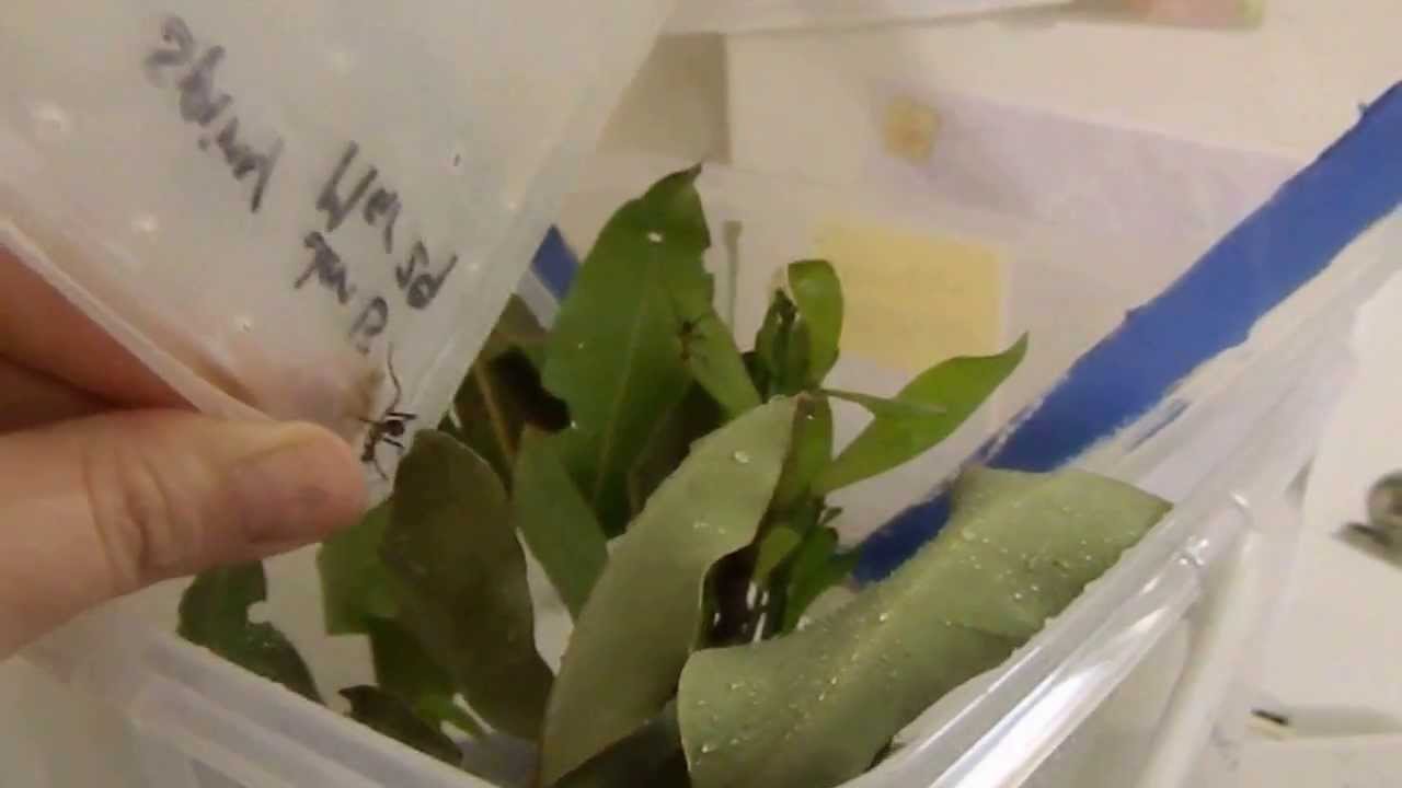 How to set up stick insect eggs for hatching and caring for nymphs...