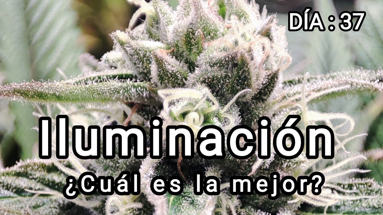 🌱&iquest;C&uacute;al es la mejor ILUMINACI&Oacute;N para tu CULTIVO DE CANNABIS? 💡 Seguimiento Cultivo D&iacute;a 37 Floraci&oacute;n 🌱