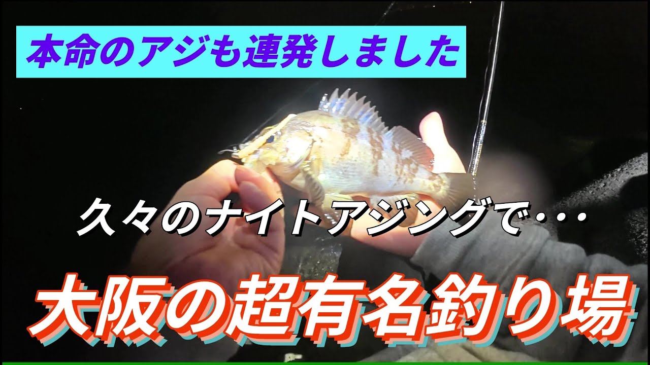 【大阪府貝塚人工島】大阪の超有名ポイントでアジング！#大阪#アジング#メバリング#大阪湾