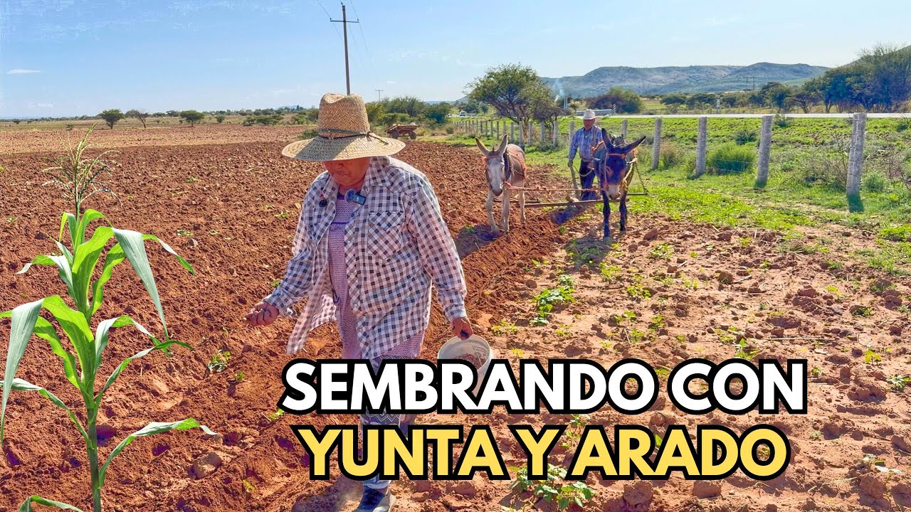 SEMBRANDO CON YUNTA Y ARADO EN EL CAMPO