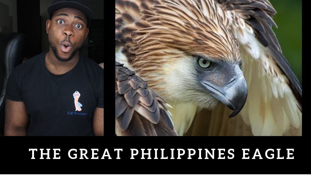Life of The Endangered Great Philippines Eagle Reaction