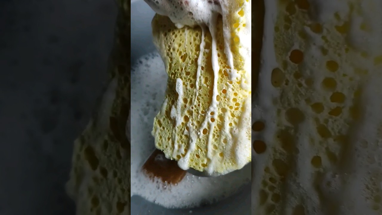 🧽 Sponges 