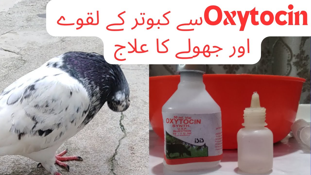 kabootaro ka purana laqwa ka ilaj|Kabootaro k purany laqway jhooly ka ilaj