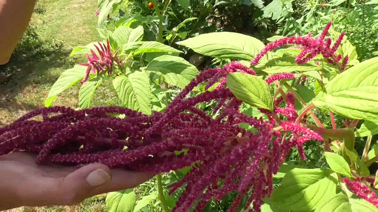 Il giardino di Daniela: Le aiuole in estate varietà di piante e fiori