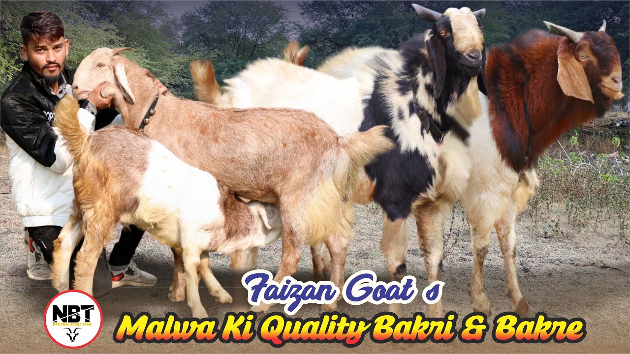 Malwa Ki Quality Bakri & Bakre At Faizan Goat&rsquo;s 