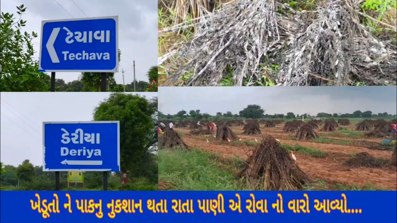 VIJAPUR: ડેરિયા ટેચાવા ના ખેડૂતો ને પાક માં નુકશાન ...