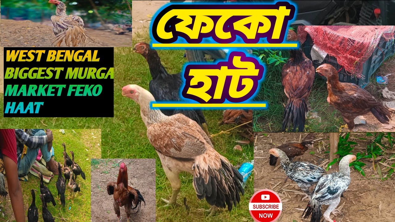 Feko Haat (ফেকো হাট)//West Bengal Biggest Murga Market #aseellovers #indiaaseel #subscribe #viral 