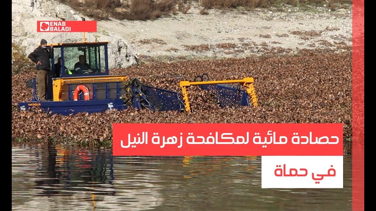 حصادة مائية لمكافحة زهرة النيل في حماة