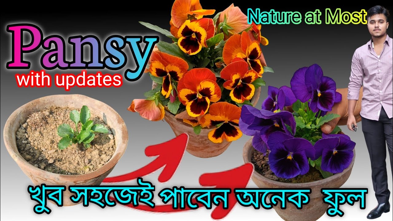 pansy গাছের সম্পুর্ণ পরিচর্চা || How to grow and care for Pansy flower || Nature at most || bengali