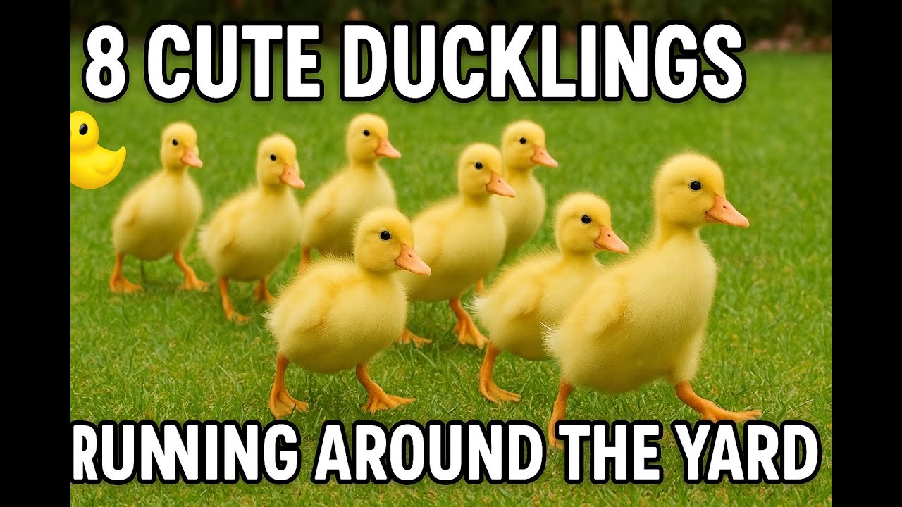 🦆 8 Cute Ducklings Running Around the Yard
