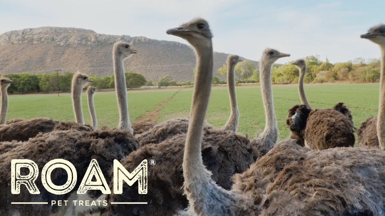 200 Years of Ostrich Farming