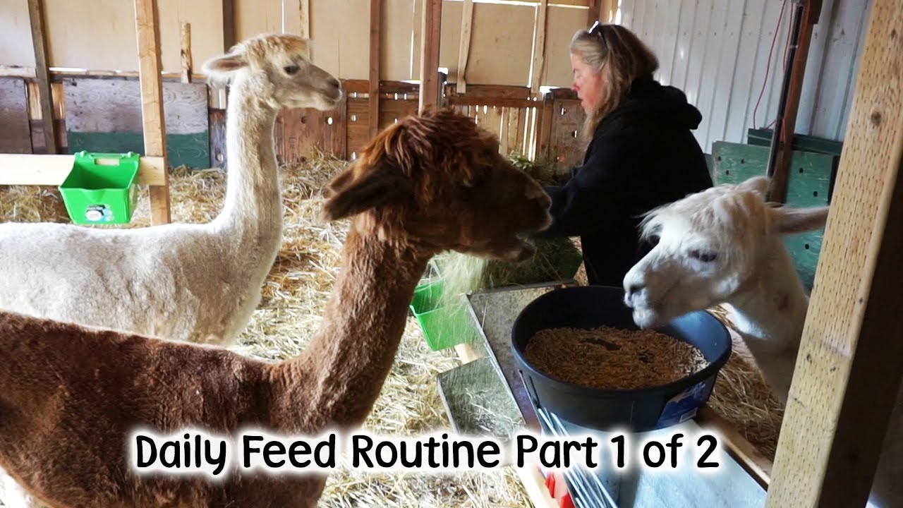 Daily Animal Feed Routine Part 1