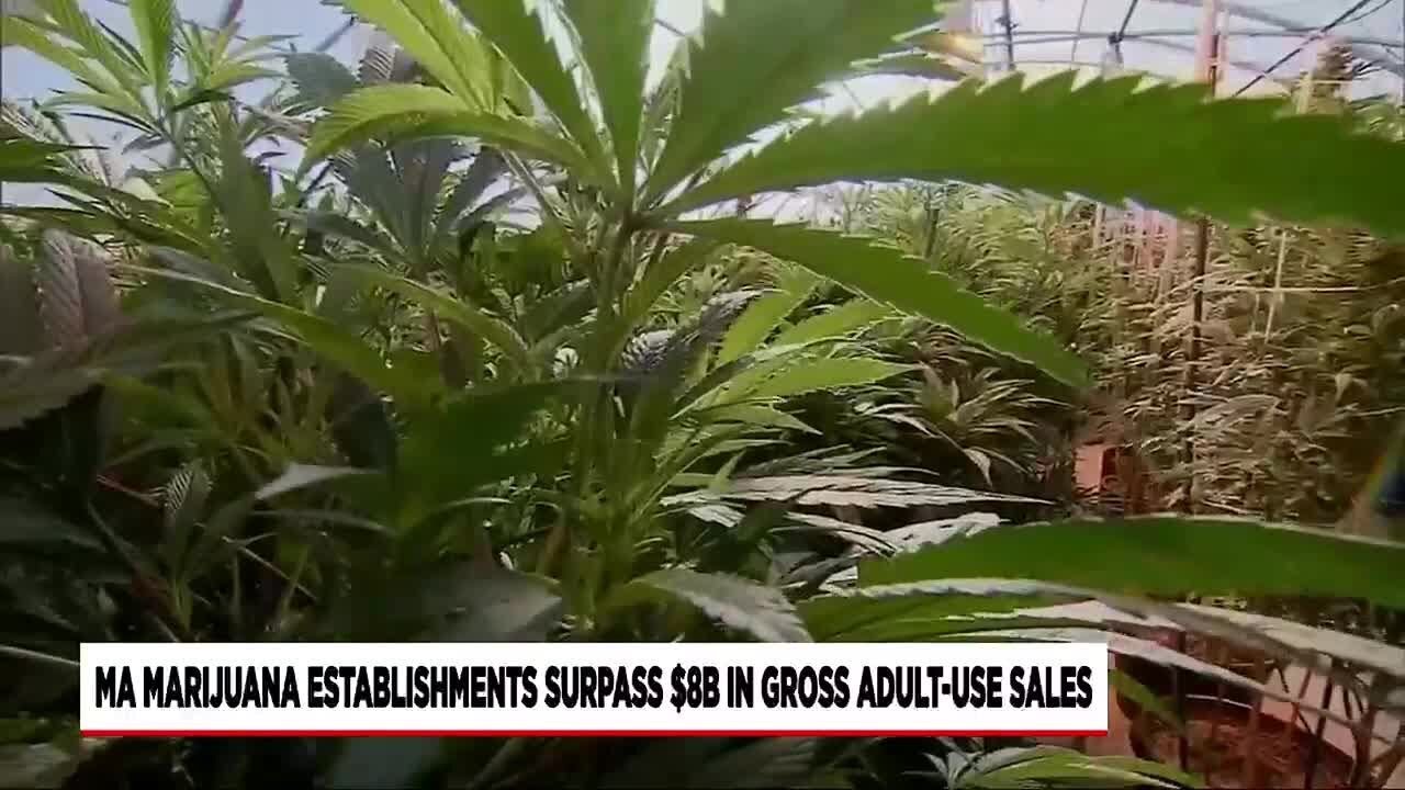 State: marijuana dispensaries surpass $8B in gross adult-use sales