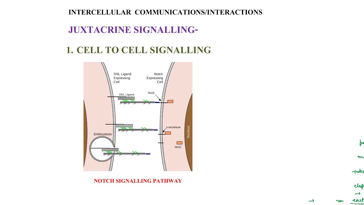 18. JUXTACRINE SIGNALLING/ CELL TO CELL SIGNALLING/ NOTCH SIGNALLING PATHWAY/ SEM II/ PAPER II